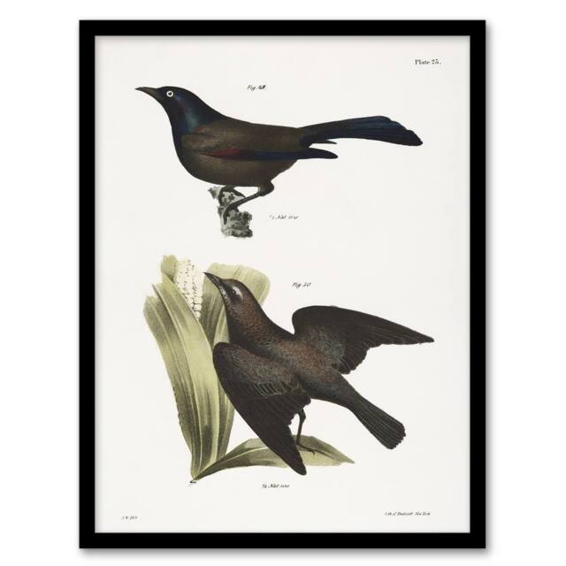 Artery8 James Ellsworth De Kay Crow Blackbirds Illustration Framed Art Print in White - Size: A4 - image 1