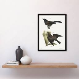 Artery8 James Ellsworth De Kay Crow Blackbirds Illustration Framed Art Print in White - Size: A4 - thumbnail 4
