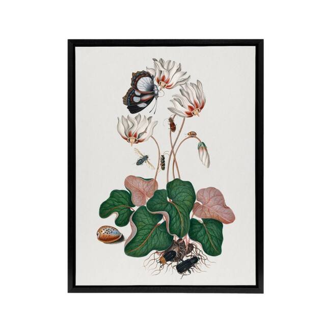 "Artery8 Cyclamen Butterfly Beetles & Shell Bolton Black Framed Canvas Art in White - Size: W12"" x H16""" - image 1