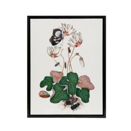 "Artery8 Cyclamen Butterfly Beetles & Shell Bolton Black Framed Canvas Art in White - Size: W12"" x H16""" - thumbnail 1