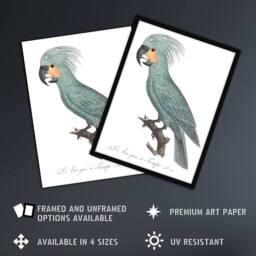 Artery8 The Palm Cockatoo Parrot Francois Levaillant Framed Wall Art Print in White - Size: A4 - thumbnail 2