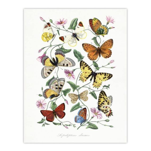 "Artery8 Paul Gervais Moths Butterflies & Morning Glory Wall Art Print in White - Size: W12"" x H16""" - image 1