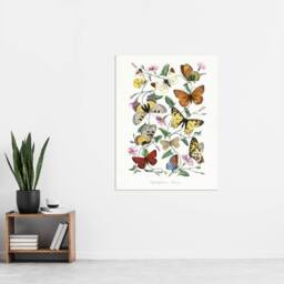 "Artery8 Paul Gervais Moths Butterflies & Morning Glory Wall Art Print in White - Size: W12"" x H16""" - thumbnail 4