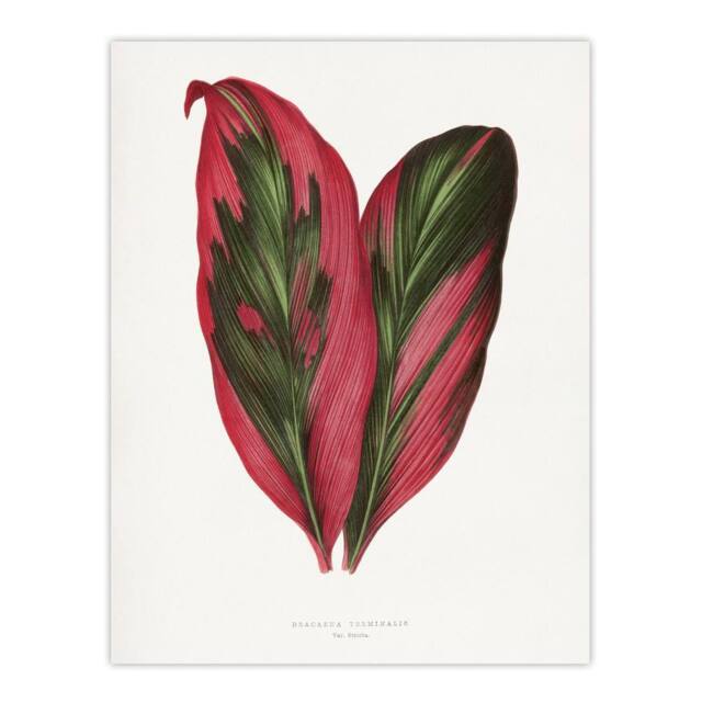 "Artery8 AF Lydon B Fawcett Pink Dracaena Terminalis Leaf Wall Art Print in White - Size: W12"" x H16""" - image 1