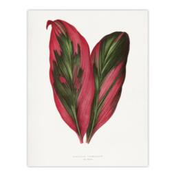 "Artery8 AF Lydon B Fawcett Pink Dracaena Terminalis Leaf Wall Art Print in White - Size: W12"" x H16""" - thumbnail 1