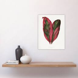 "Artery8 AF Lydon B Fawcett Pink Dracaena Terminalis Leaf Wall Art Print in White - Size: W12"" x H16""" - thumbnail 4