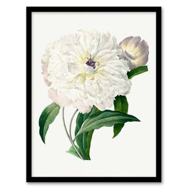 Artery8 Pierre J Redoute Framed Wall Art Vintage Peony Flower Illustration in White - Size: A4 - image 1