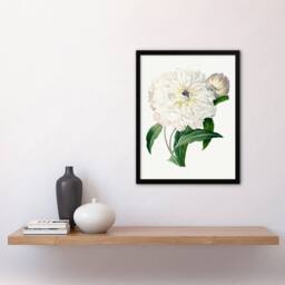 Artery8 Pierre J Redoute Framed Wall Art Vintage Peony Flower Illustration in White - Size: A4 - thumbnail 2
