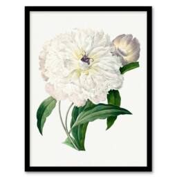 Artery8 Pierre J Redoute Framed Wall Art Vintage Peony Flower Illustration in White - Size: A4 - thumbnail 1