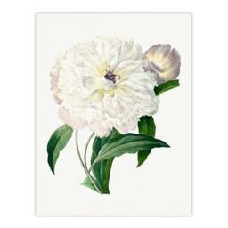Artery8 Pierre J Redoute Framed Wall Art Vintage Peony Flower Illustration in White - Size: A4 - thumbnail 3