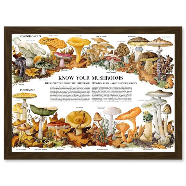 Artery8 Know Your Mushroom Identifier Chart Mycology Mushroom Fungi Toadstool A4 Artwork Framed Wall Art Print in Brown - image 1