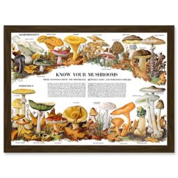 Artery8 Know Your Mushroom Identifier Chart Mycology Mushroom Fungi Toadstool A4 Artwork Framed Wall Art Print in Brown - thumbnail 1