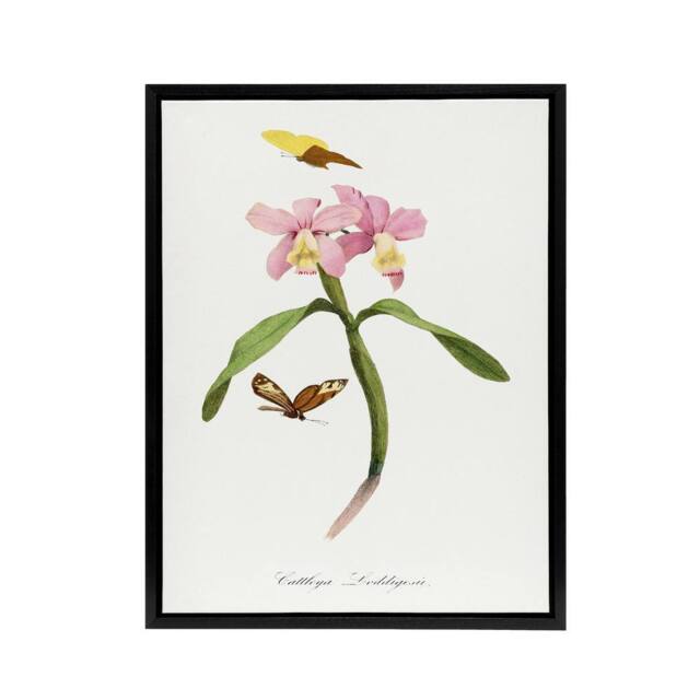 "Artery8 Paul Gervais Cattleya Orchids & Butterflies Framed Canvas Art Print in White - Size: W12"" x H16""" - image 1