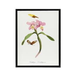 "Artery8 Paul Gervais Cattleya Orchids & Butterflies Framed Canvas Art Print in White - Size: W12"" x H16""" - thumbnail 1