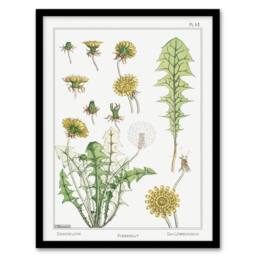Artery8 Maurice Pillard Verneuil Framed Wall Art Print Dandelion Flower Plant in White - Size: A4 - thumbnail 1