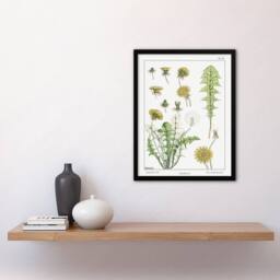 Artery8 Maurice Pillard Verneuil Framed Wall Art Print Dandelion Flower Plant in White - Size: A4 - thumbnail 2