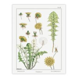 Artery8 Maurice Pillard Verneuil Framed Wall Art Print Dandelion Flower Plant in White - Size: A4 - thumbnail 3