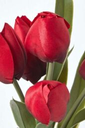Homescapes Artificial Tulips in Grey Decorative Stone Pot, 27 cm in Red - thumbnail 4