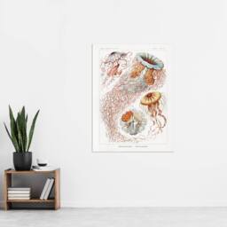 "Artery8 Lion's Mane Jellyfish Haeckel Botanical Wall Art Print Poster in White - Size: W18"" x H24""" - thumbnail 4