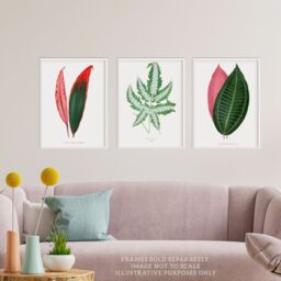 Artery8 Wall Art Print Pack of 3 A4 Fern Frond & Red Green Plant Leaves Botany Book Vintage Detailed Botanical Aesthetic Living Room s Set - thumbnail 2