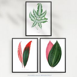 Artery8 Wall Art Print Pack of 3 A4 Fern Frond & Red Green Plant Leaves Botany Book Vintage Detailed Botanical Aesthetic Living Room s Set - thumbnail 5