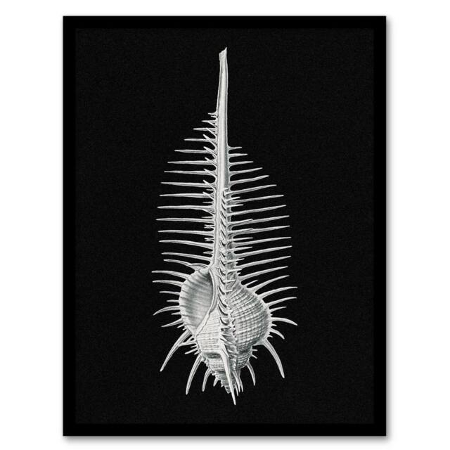 Artery8 Ernst Haeckel Framed Wall Art Print Murex Sea Shell Sketch on Black - Size: A3 - image 1