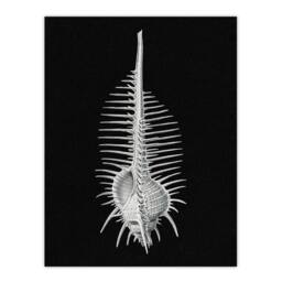 Artery8 Ernst Haeckel Framed Wall Art Print Murex Sea Shell Sketch on Black - Size: A3 - thumbnail 3