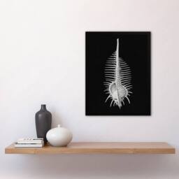 Artery8 Ernst Haeckel Framed Wall Art Print Murex Sea Shell Sketch on Black - Size: A3 - thumbnail 2