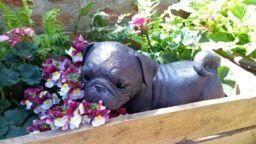 Inspirational Gifting Pug Dog Sculpture Garden Ornament in Bronze - thumbnail 4