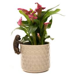 Jardinopia Antique Bronze Coloured Cockapoo Pot Buddy Plant Pot Hanger - thumbnail 3