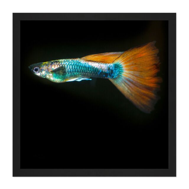 "Artery8 Wall Art Print Warby Guppy Fish Sea Ocean Photo Square Framed Picture 16X16 Inch in Black - Size: W16"" x H16""" - image 1