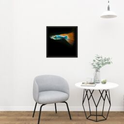 "Artery8 Wall Art Print Warby Guppy Fish Sea Ocean Photo Square Framed Picture 16X16 Inch in Black - Size: W16"" x H16""" - thumbnail 2