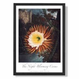 ARTZE Vintage Floral Exhibition - Night-Blooming Flower Framed Print SIZE: A3 with Black Frame in Orange - Size: A4
