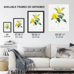 "Artery8 Golden Guinea Vine Flowers Redoute Vintage Wall Art Print Poster in White - Size: W12"" x H16""" - thumbnail 3