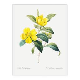 "Artery8 Golden Guinea Vine Flowers Redoute Vintage Wall Art Print Poster in White - Size: W12"" x H16""" - thumbnail 1