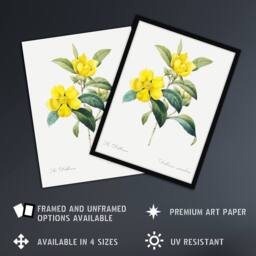 "Artery8 Golden Guinea Vine Flowers Redoute Vintage Wall Art Print Poster in White - Size: W12"" x H16""" - thumbnail 2