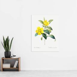 "Artery8 Golden Guinea Vine Flowers Redoute Vintage Wall Art Print Poster in White - Size: W12"" x H16""" - thumbnail 4