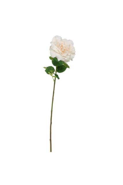 KDMD Balmoral Wild Cream Rose 65cm in White - image 1