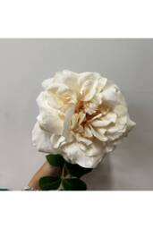 KDMD Balmoral Wild Cream Rose 65cm in White - thumbnail 3