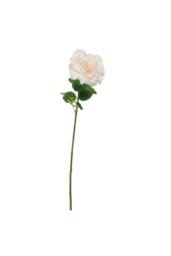 KDMD Balmoral Wild Cream Rose 65cm in White - thumbnail 2