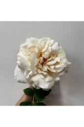 KDMD Balmoral Wild Cream Rose 65cm in White - thumbnail 5