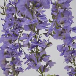 Sostter Purple Wisteria Faux Flower Stem 180 cm in Green - thumbnail 3