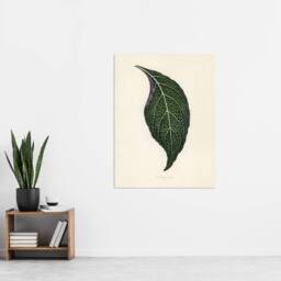 "Artery8 Vintage Botanical Nerve Plant Leaf Fawcett Wall Art Poster Print in Beige - Size: W12"" x H16""" - thumbnail 4