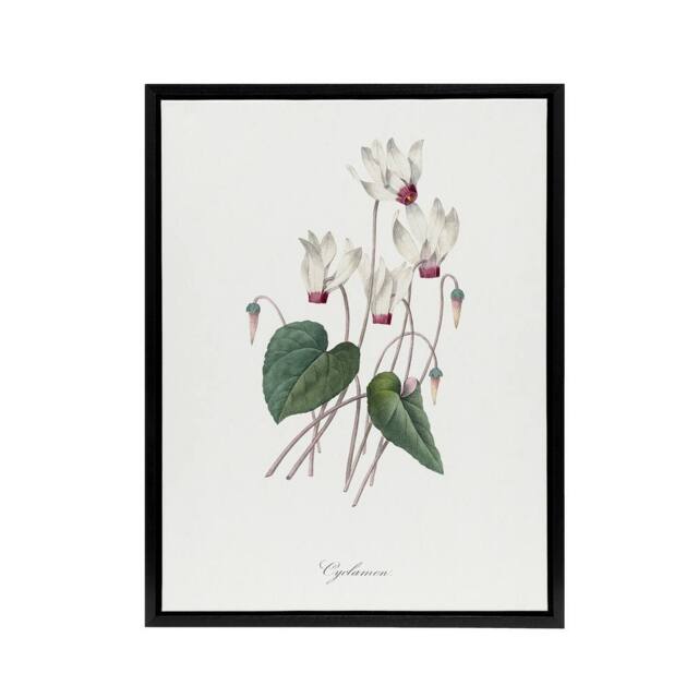 "Artery8 Cyclamen Floral Illustration Redoute Black Framed Canvas Wall Art in White - Size: W24"" x H32""" - image 1