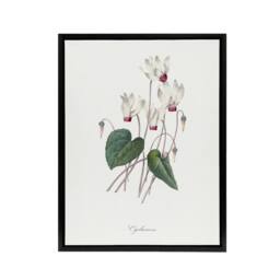 "Artery8 Cyclamen Floral Illustration Redoute Black Framed Canvas Wall Art in White - Size: W24"" x H32""" - thumbnail 1