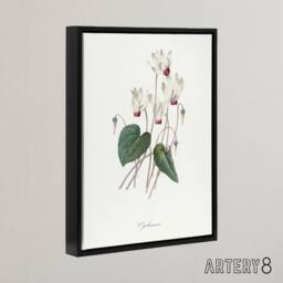 "Artery8 Cyclamen Floral Illustration Redoute Black Framed Canvas Wall Art in White - Size: W24"" x H32""" - thumbnail 2