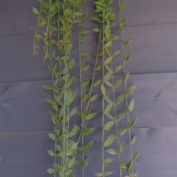 Leaf Pack of 12 x 120cm Artificial Hanging String of Pearls in Green - Size: 12 x 120 cm - thumbnail 4