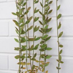 Leaf Pack of 12 x 120cm Artificial Hanging String of Pearls in Green - Size: 12 x 120 cm - thumbnail 3