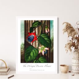 ARTZE Vintage Floral Exhibition - Winged Passion Flower Framed Print SIZE: A2 with White Frame in Red - thumbnail 2