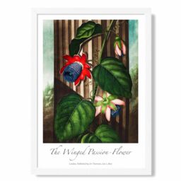 ARTZE Vintage Floral Exhibition - Winged Passion Flower Framed Print SIZE: A2 with White Frame in Red